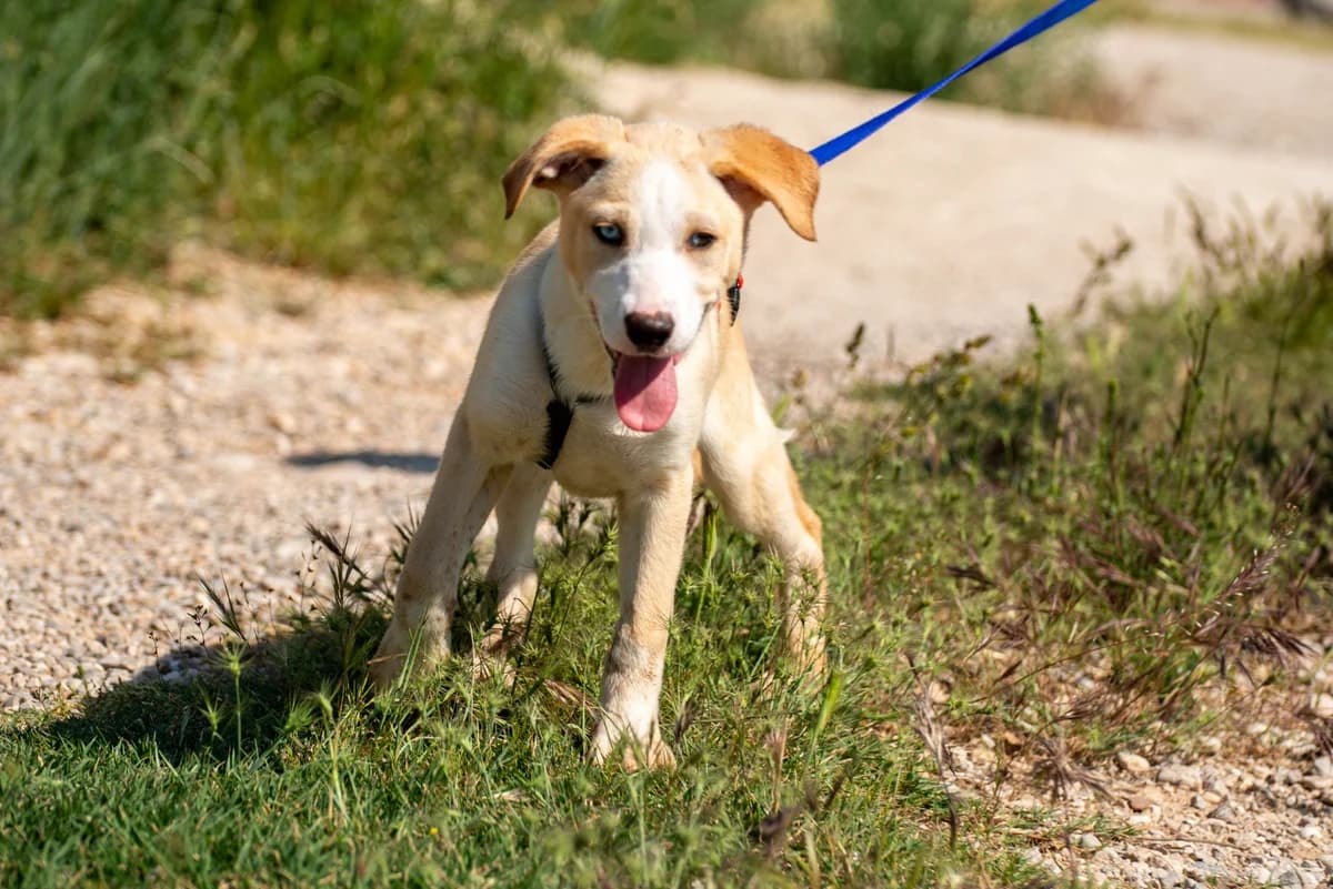Caya, female puppy Mixed Breed for adoption at Streunerglück e.V., München