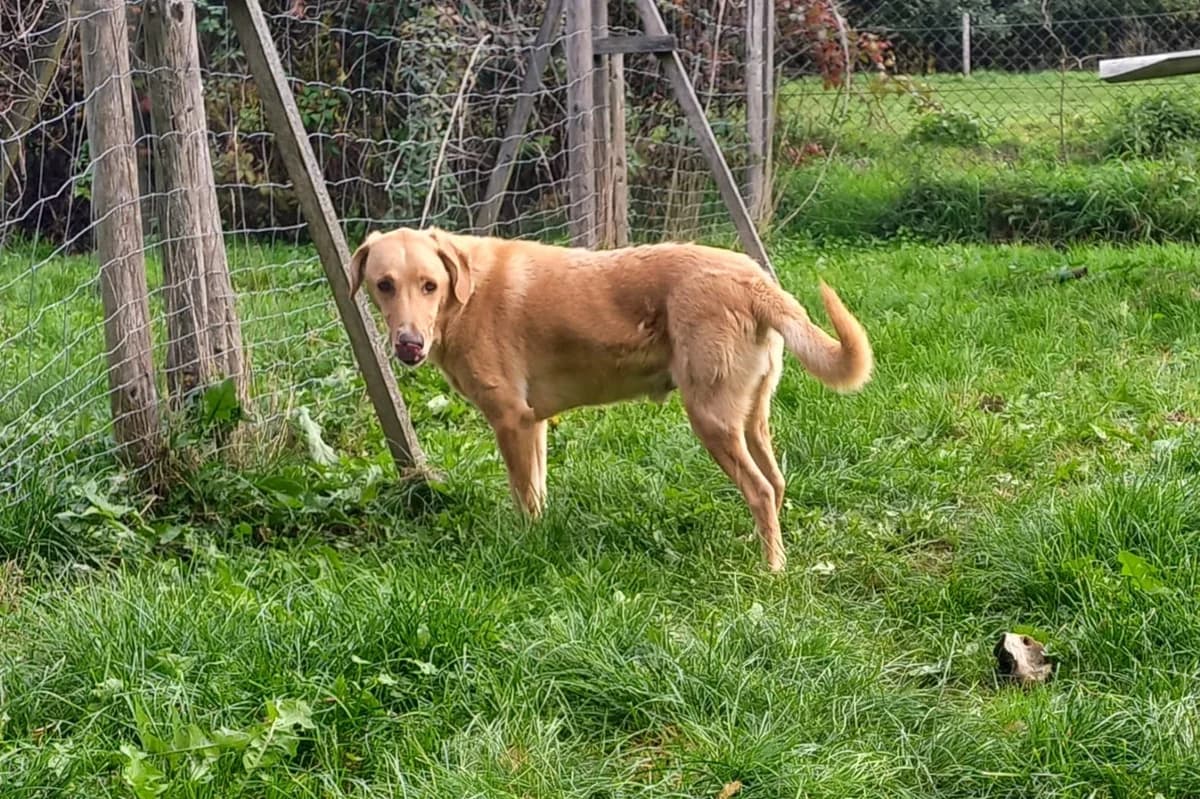 Charlie, male Mixed Breed for adoption at Streunerglück e.V., München