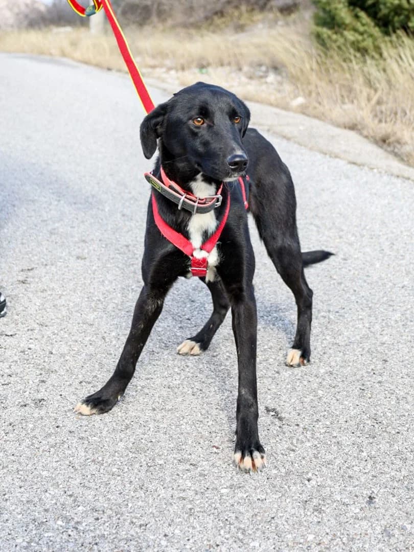 Flöckchen, female Mixed Breed for adoption at Streunerglück e.V., München