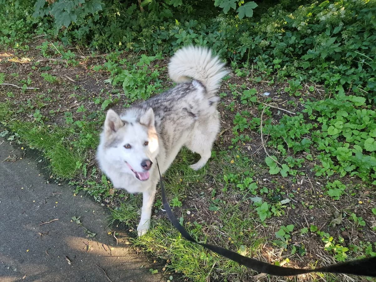 Ice, male Husky for adoption at Streunerglück e.V., München