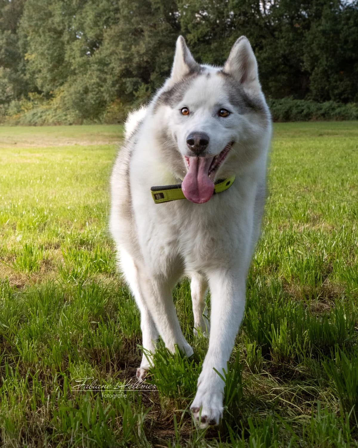 Ice, male Husky for adoption at Streunerglück e.V., München
