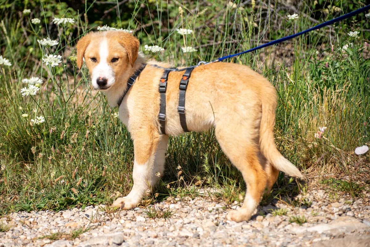 Jara, female puppy Mixed Breed for adoption at Streunerglück e.V., München