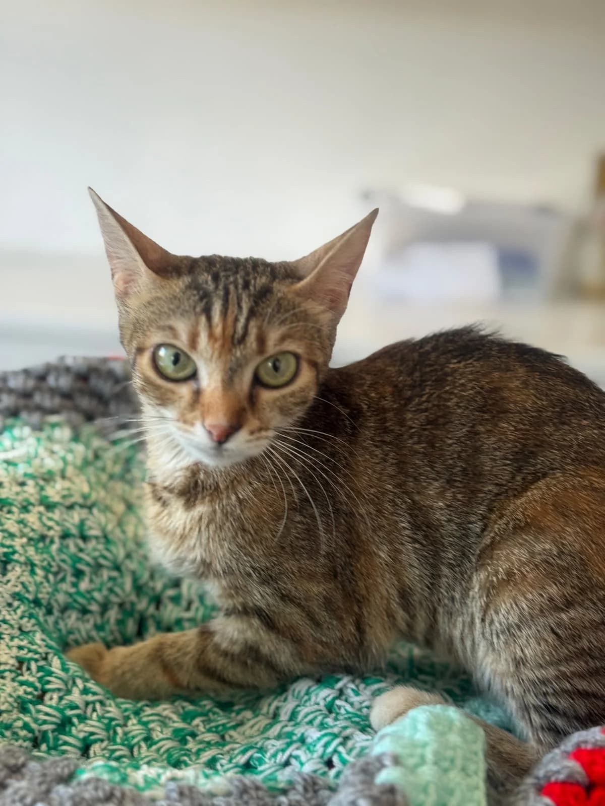 Jodie, Mixed Breed for adoption at Streunerglück e.V., München