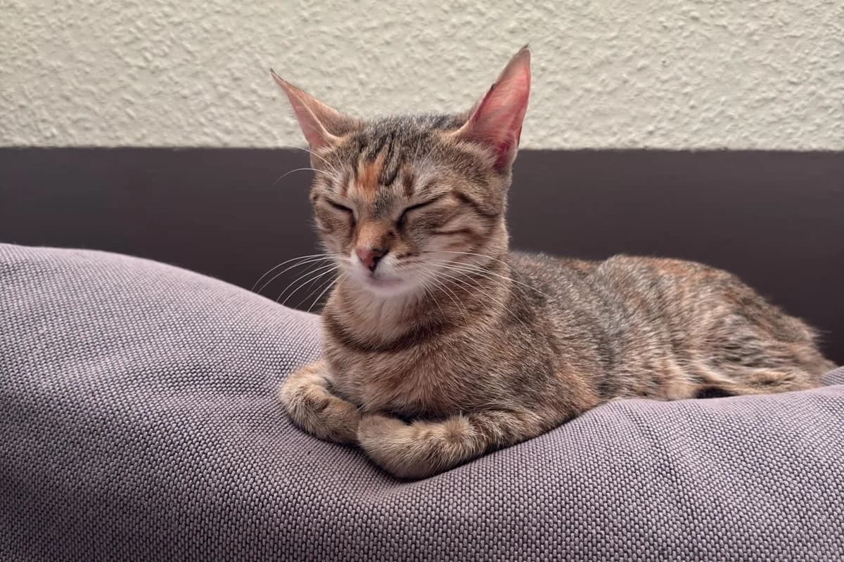 Jodie, Mixed Breed for adoption at Streunerglück e.V., München