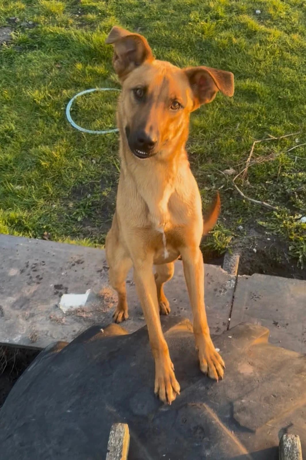 Joschi, male Mixed Breed for adoption at Streunerglück e.V., München