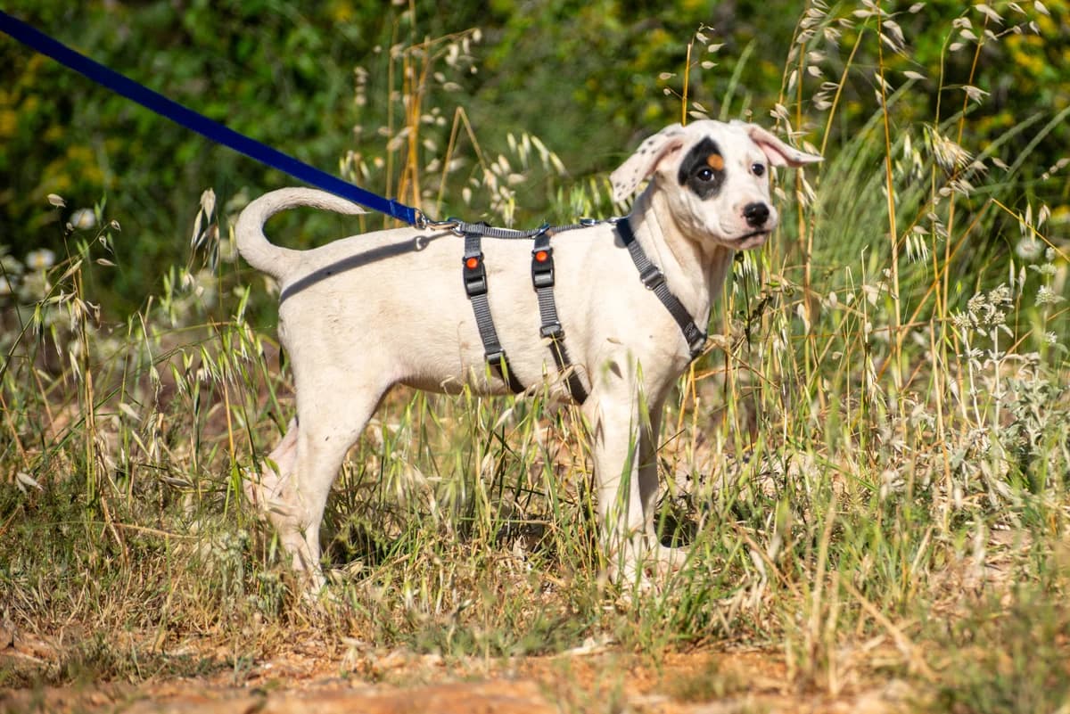 Kalea, female puppy Mixed Breed for adoption at Streunerglück e.V., München