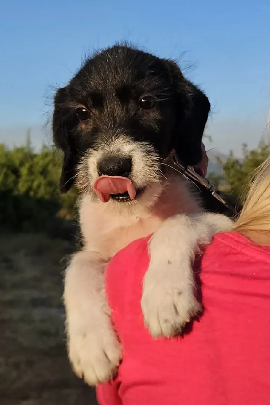 Kalle, male puppy Mixed Breed for adoption at Streunerglück e.V., München
