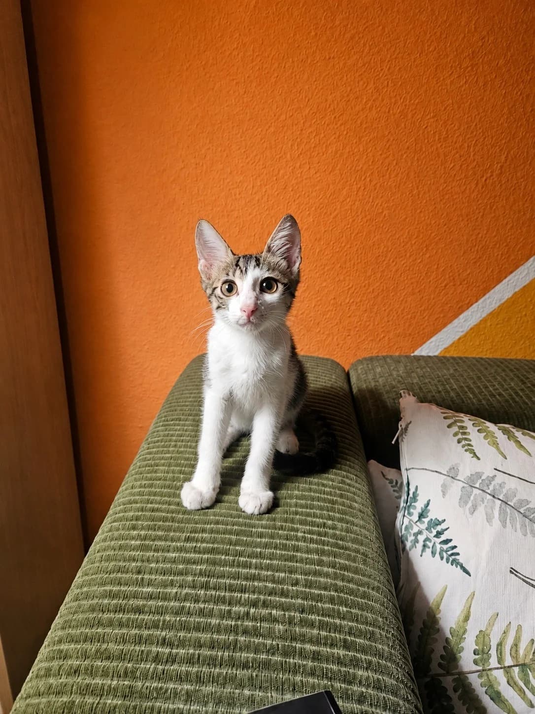 Levi, male Mixed Breed for adoption at Streunerglück e.V., München