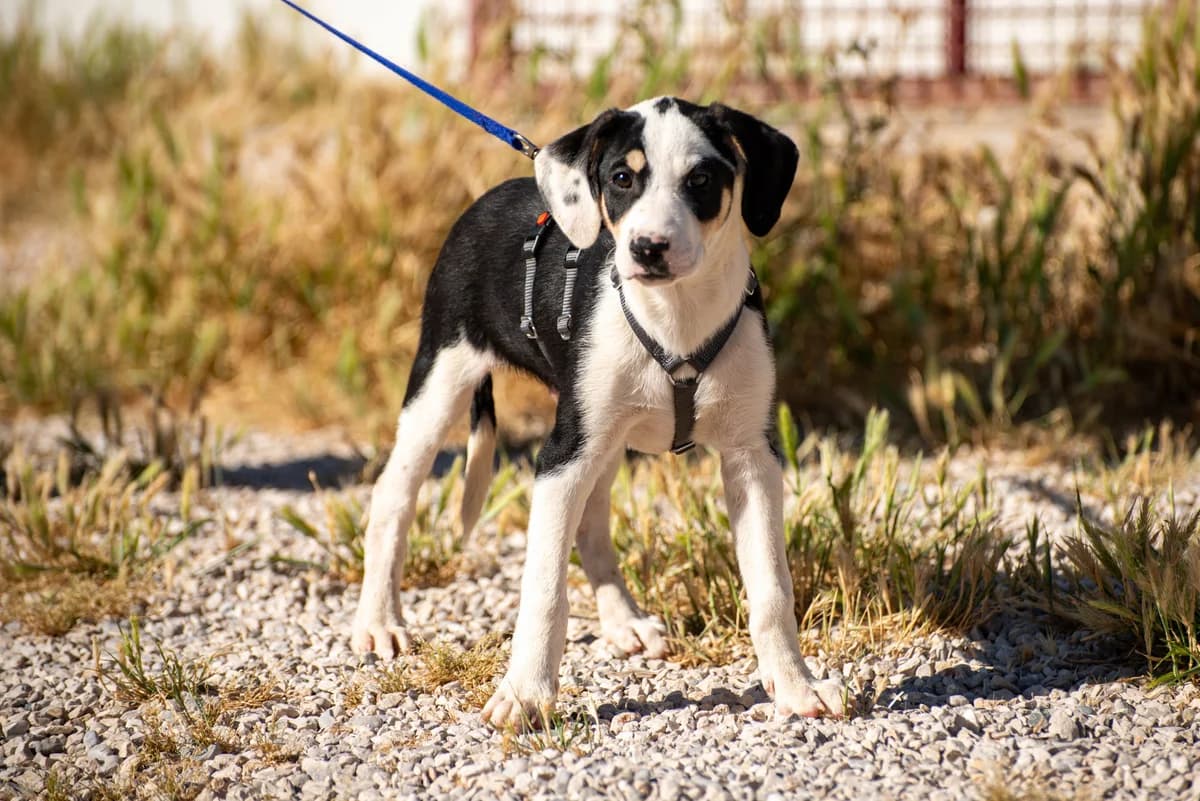 Lian, male puppy Mixed Breed for adoption at Streunerglück e.V., München