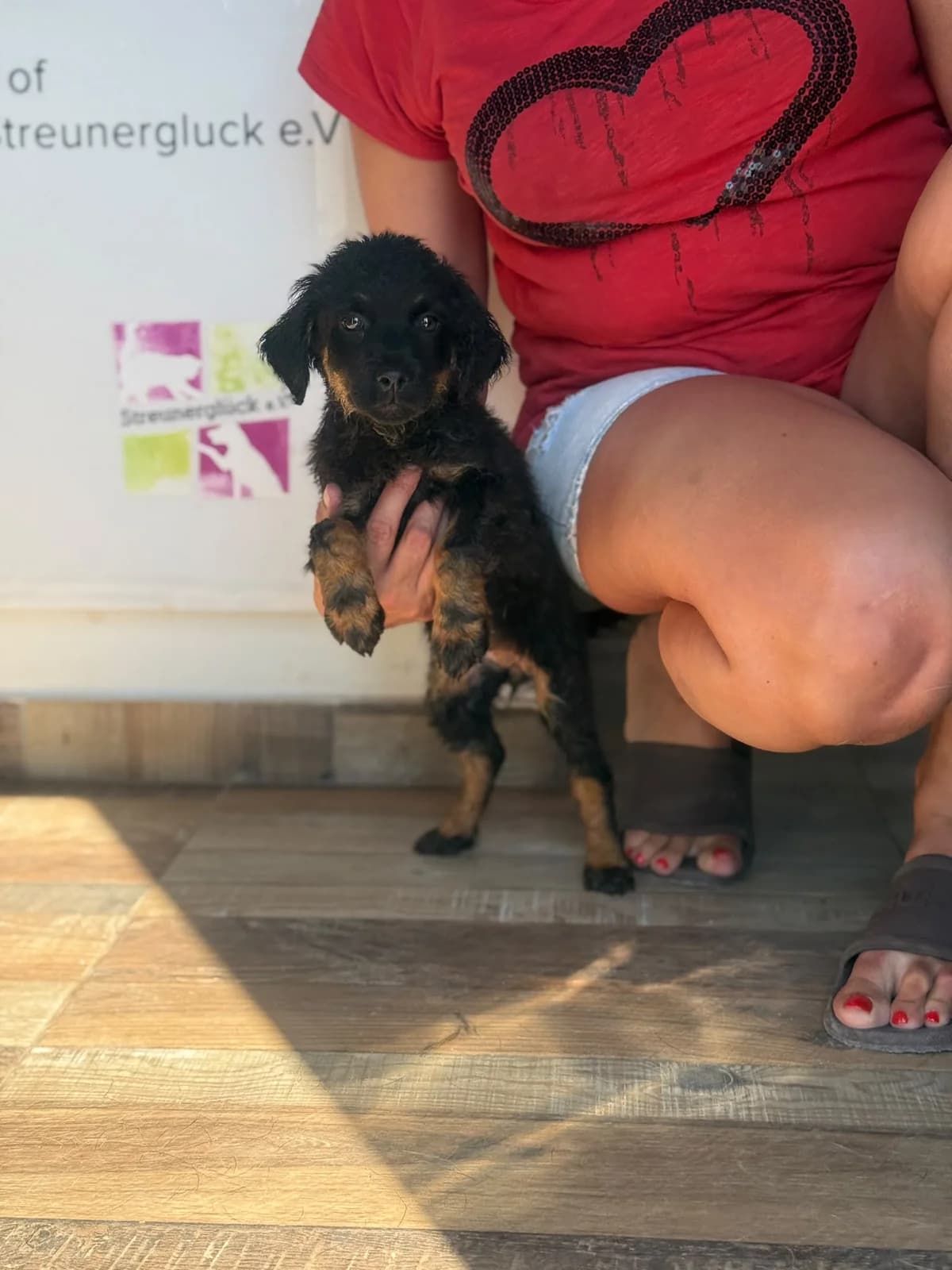Livy, female puppy Mixed Breed for adoption at Streunerglück e.V., München