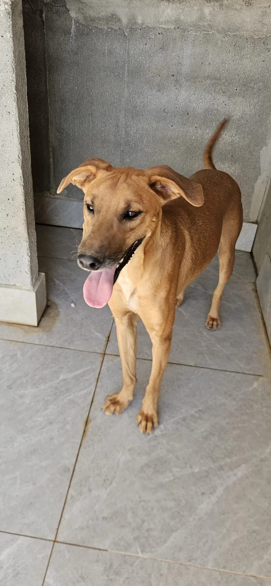 Nemo, male Mixed Breed for adoption at Streunerglück e.V., München
