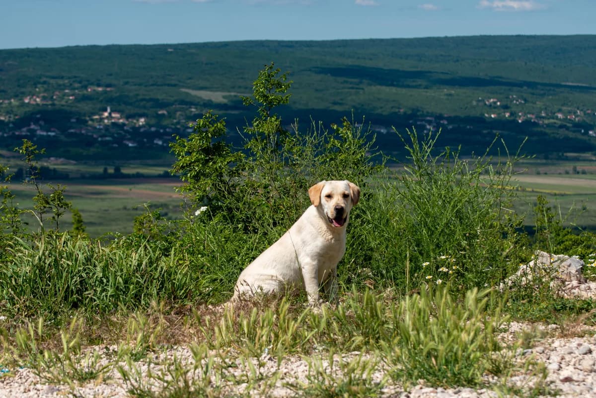 Olli, male puppy Mixed Breed for adoption at Streunerglück e.V., München
