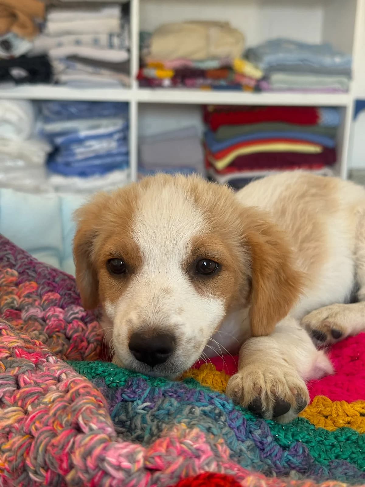 Penelope, female puppy Mixed Breed for adoption at Streunerglück e.V., München