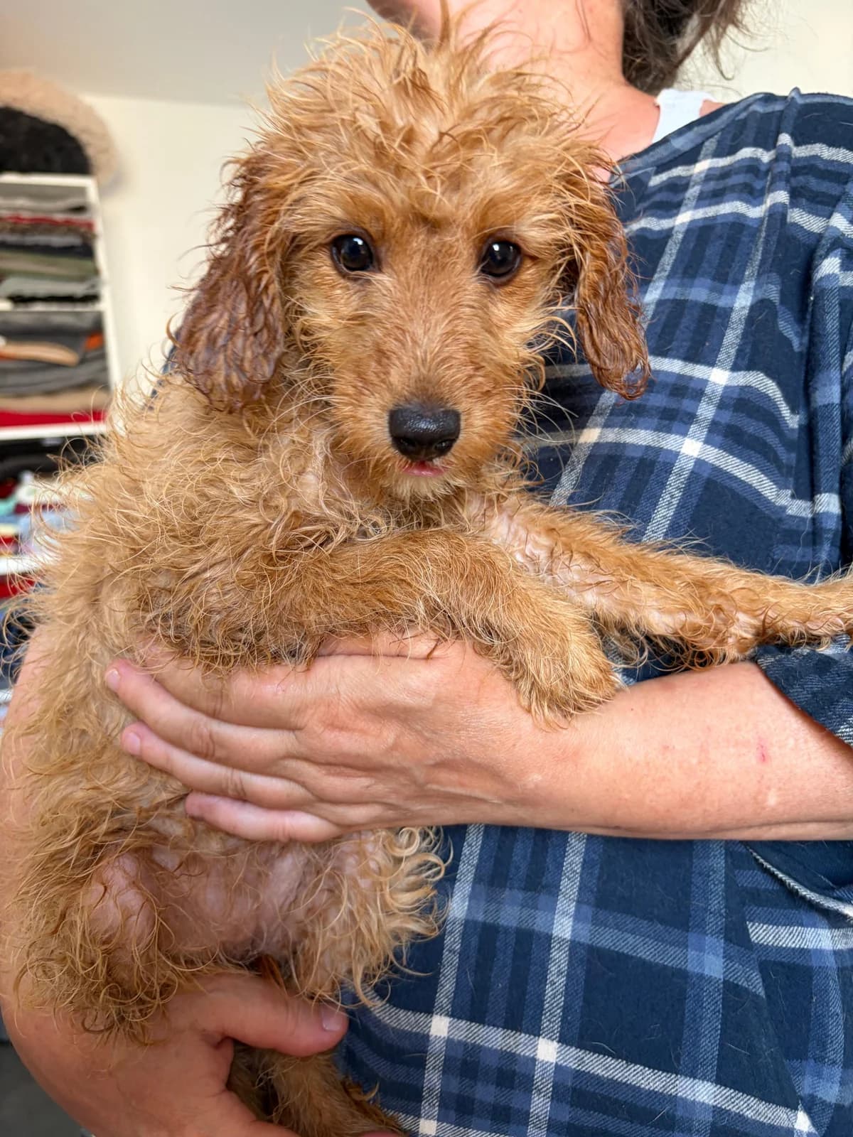 Rosie, female puppy Mixed Breed for adoption at Streunerglück e.V., München