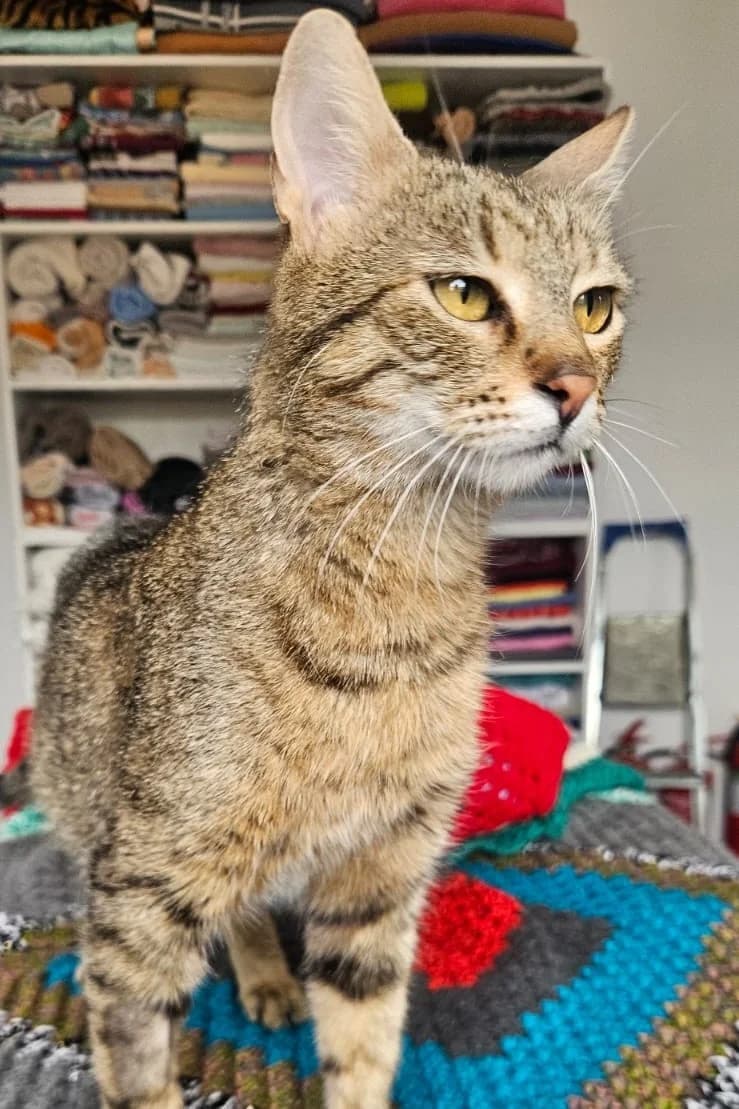 Safira, Mixed Breed for adoption at Streunerglück e.V., München