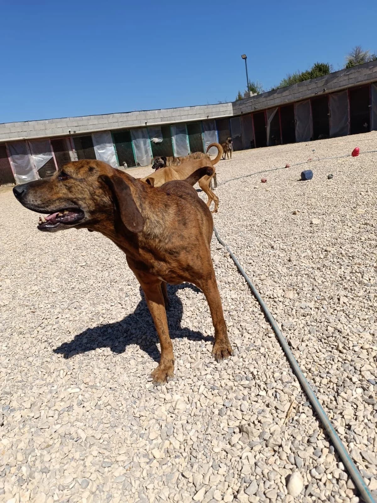 Shaggy, male Mixed Breed for adoption at Streunerglück e.V., München