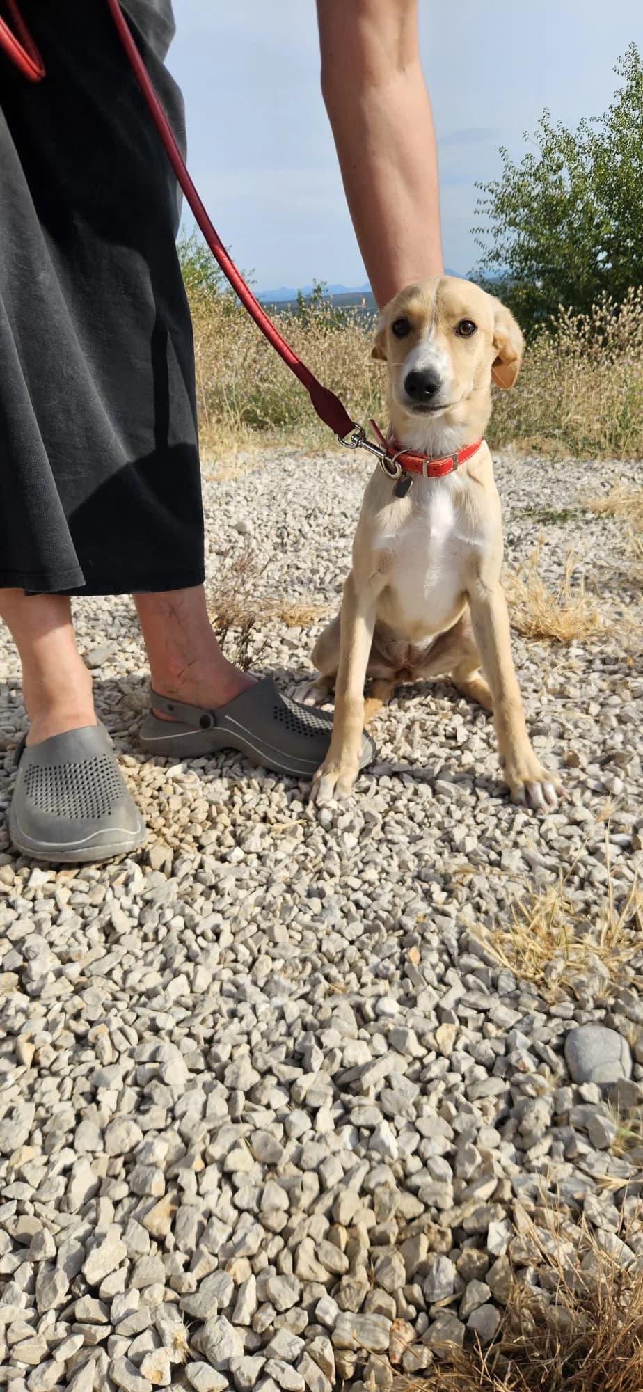 Stella, female puppy Mixed Breed for adoption at Streunerglück e.V., München