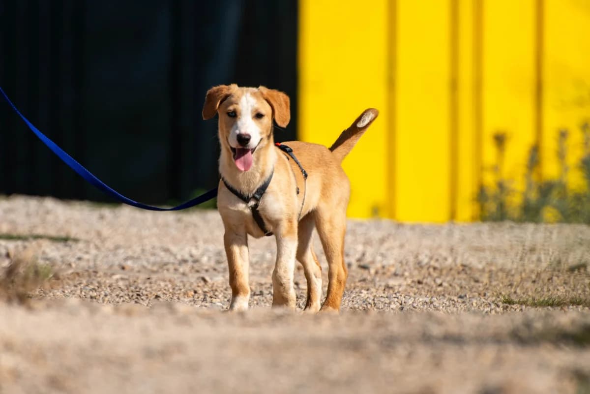 Tala, female puppy Mixed Breed for adoption at Streunerglück e.V., München