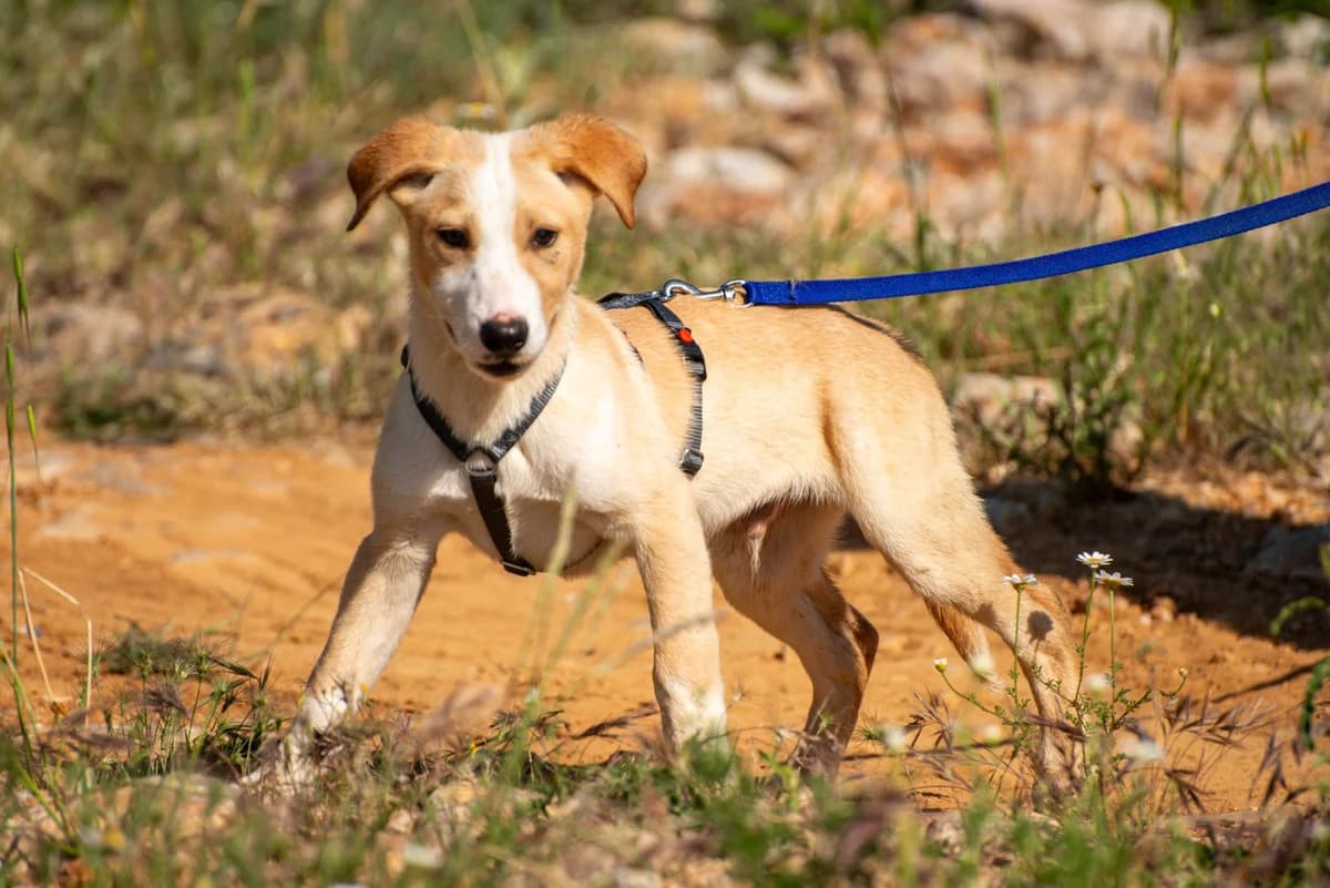 Tayo, male puppy Mixed Breed for adoption at Streunerglück e.V., München
