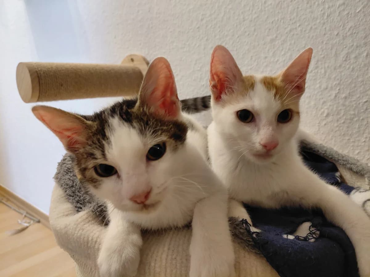 Thimba, male Mixed Breed for adoption at Streunerglück e.V., München