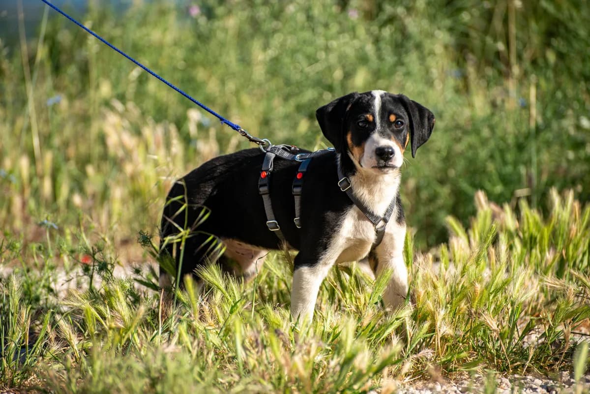 Timmie, male puppy Mixed Breed for adoption at Streunerglück e.V., München