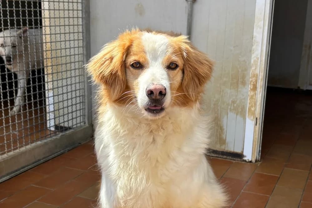Miro Bello, male 5yo Mixed Breed for adoption at STREUNERHerzen e.V., Köln