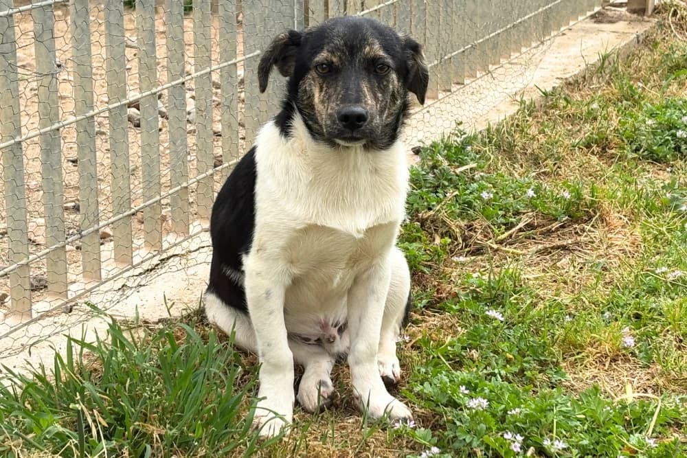 Cino, male puppy Mixed Breed for adoption at STREUNERHerzen e.V., Köln