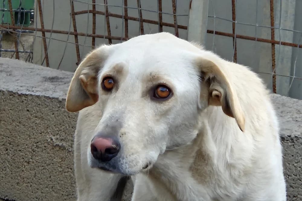 Olias, female 4yo Labrador Retriever for adoption at STREUNERHerzen e.V., Köln