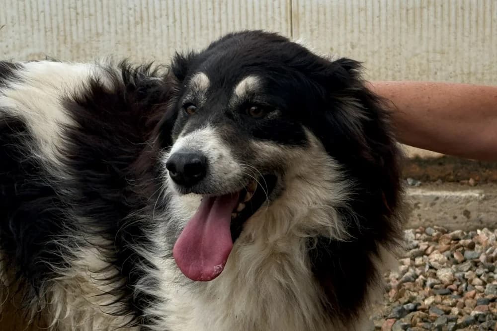 Monty, female 4yo Mixed Breed for adoption at STREUNERHerzen e.V., Köln