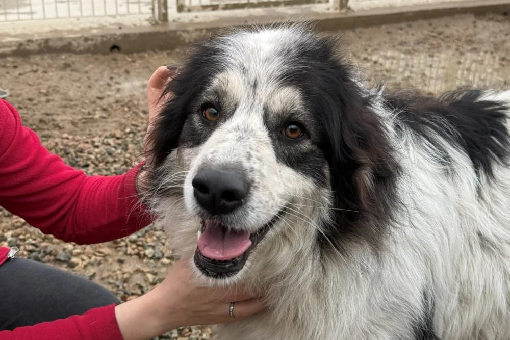 Mercy, female 4yo Mixed Breed for adoption at STREUNERHerzen e.V., Köln