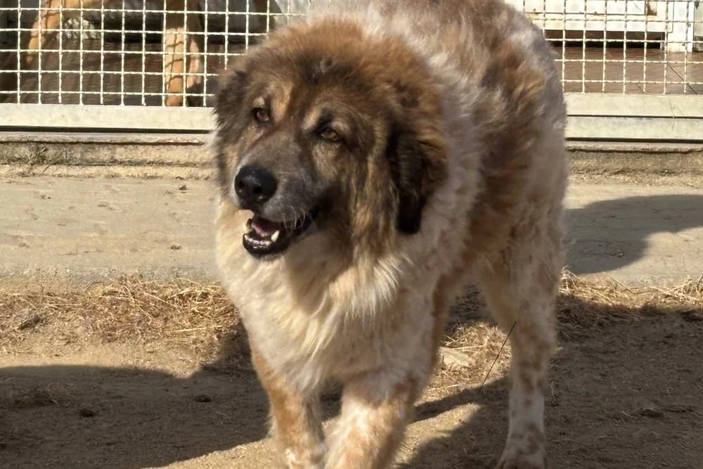 Mago, male senior Saint Bernard for adoption at STREUNERHerzen e.V., Köln
