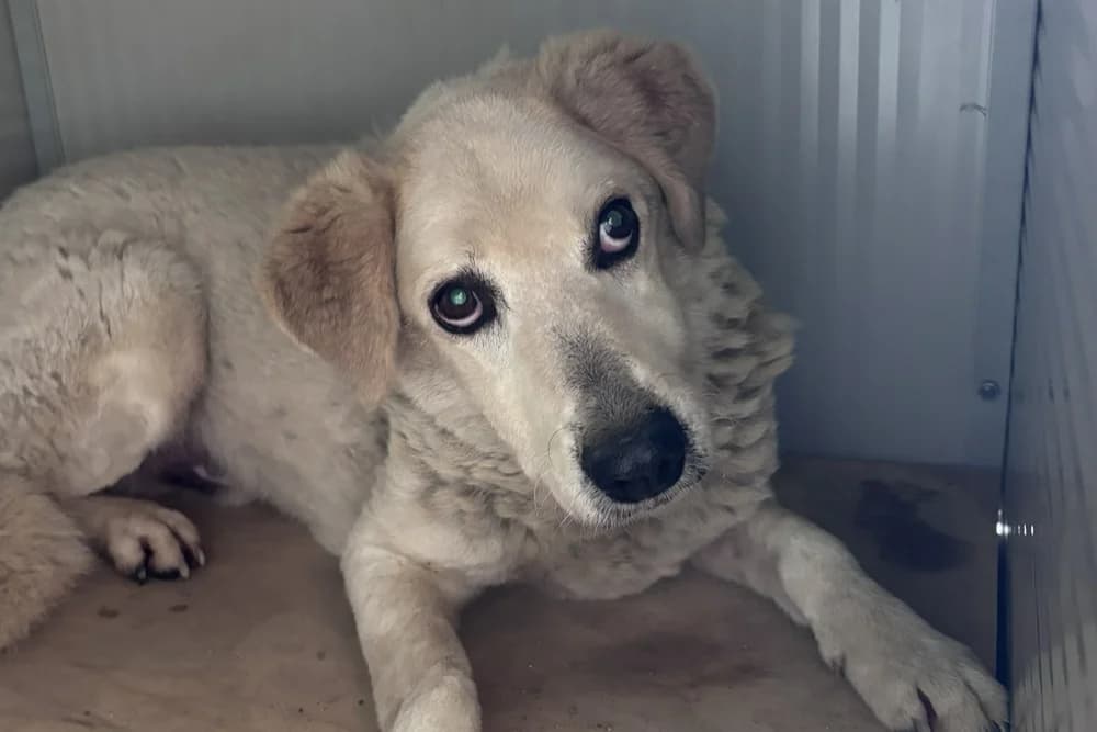 Jesolino, male senior Mixed Breed for adoption at STREUNERHerzen e.V., Köln