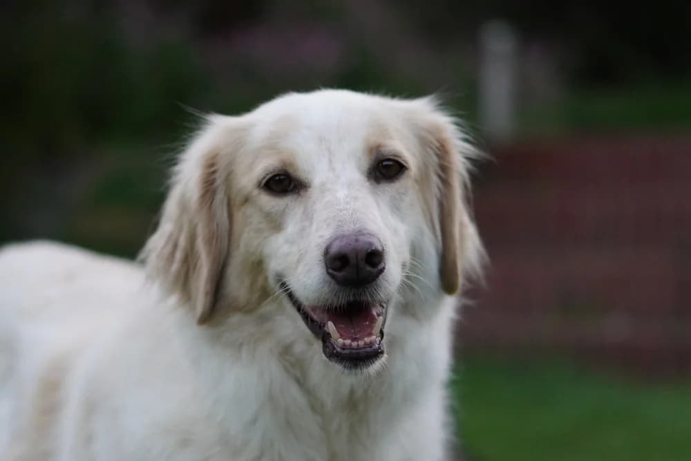 Gaia, female 5yo Mixed Breed for adoption at STREUNERHerzen e.V., Köln