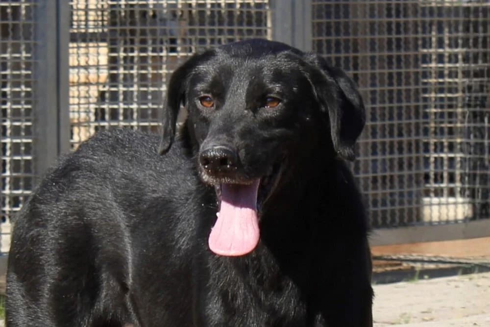 Elfo, male 5yo Labrador Retriever for adoption at STREUNERHerzen e.V., Köln