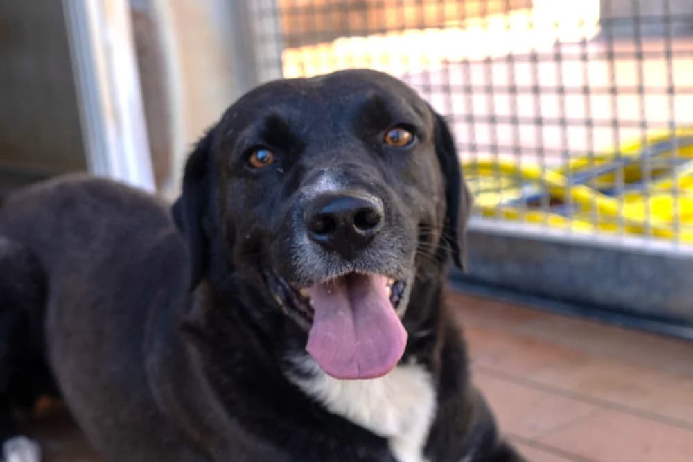 Cioccolato, male 4yo Labrador Retriever for adoption at STREUNERHerzen e.V., Köln