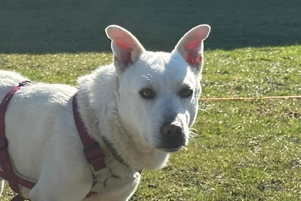 Mare, male 3yo Mixed Breed for adoption at STREUNERHerzen e.V., Köln