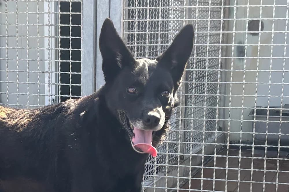 Elvis, male 5yo Mixed Breed for adoption at STREUNERHerzen e.V., Köln