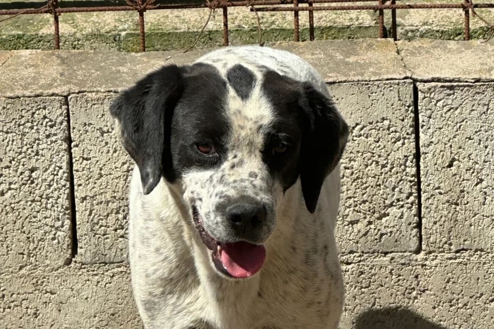 Constantino, male 3yo Pointer for adoption at STREUNERHerzen e.V., Köln