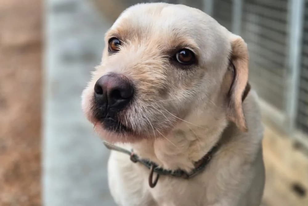 Baldo Bianco, male 5yo Labrador Retriever for adoption at STREUNERHerzen e.V., Köln