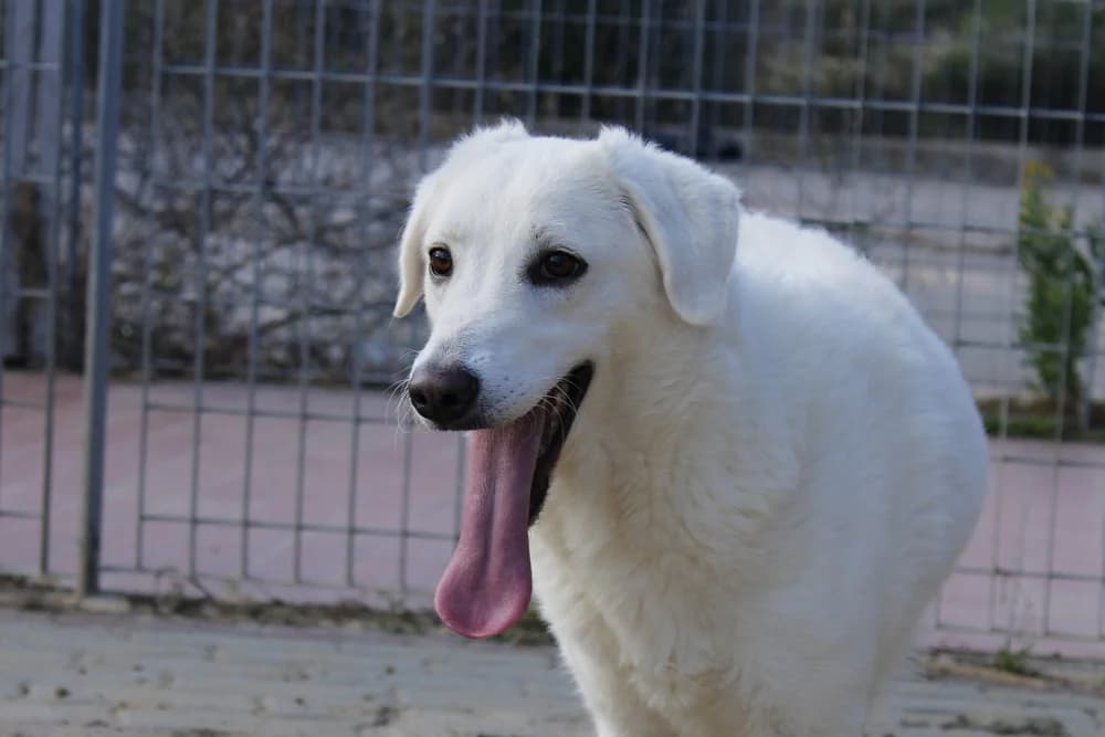 Cinzia, female young Mixed Breed for adoption at STREUNERHerzen e.V., Köln