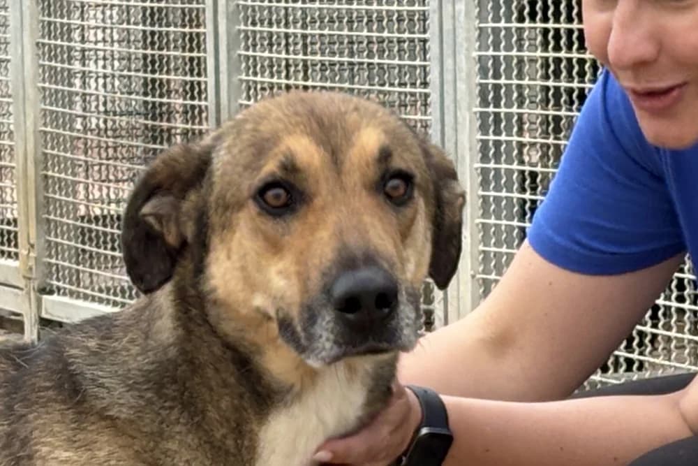 Pongo, male senior German Shepherd for adoption at STREUNERHerzen e.V., Köln