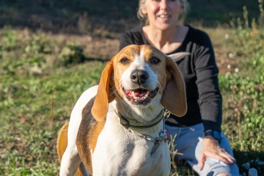 Peggy Monella, female 7yo Beagle for adoption at STREUNERHerzen e.V., Köln