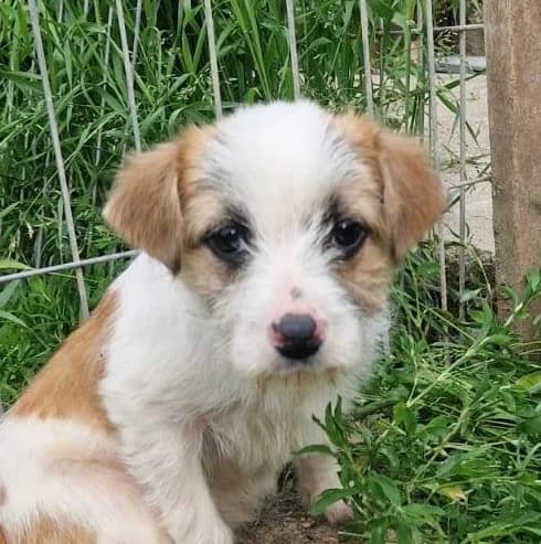 Abby, female puppy Mixed Breed for adoption at Streunerfreunde e.V. / Streunerhilfe, Aschaffenburg