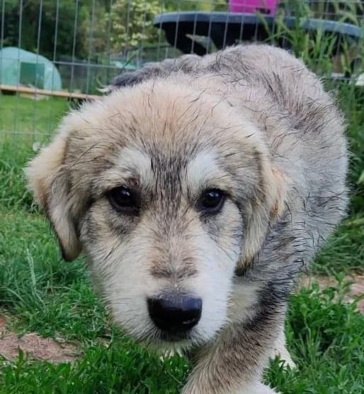 Balu, male 6yo Mixed Breed for adoption at Streunerfreunde e.V. / Streunerhilfe, Aschaffenburg