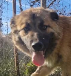 Barney, male young Mixed Breed for adoption at Streunerfreunde e.V. / Streunerhilfe, Aschaffenburg