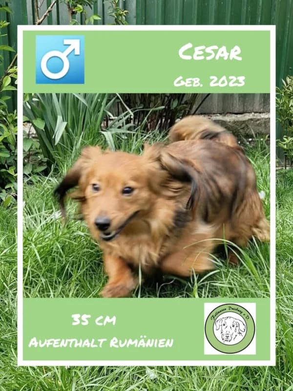 Cesar, male 3yo Mixed Breed for adoption at Streunerfreunde e.V. / Streunerhilfe, Aschaffenburg