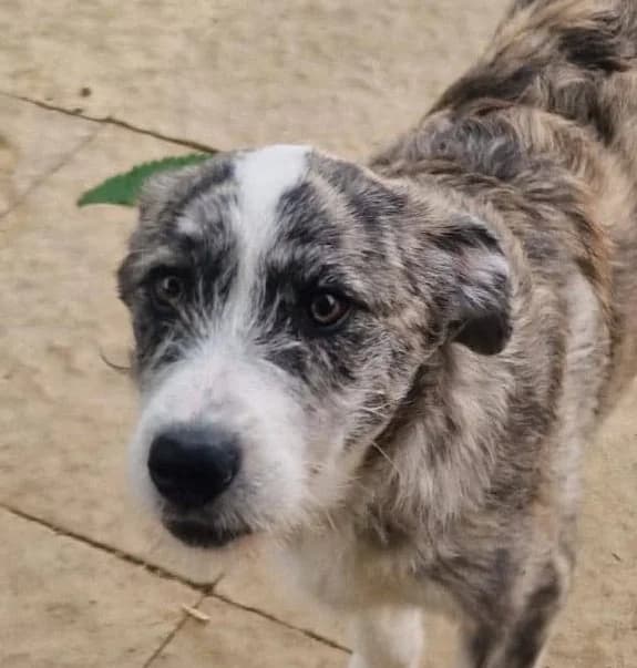 Cosima, female puppy Mixed Breed for adoption at Streunerfreunde e.V. / Streunerhilfe, Aschaffenburg