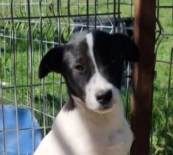 Dooley, male young Mixed Breed for adoption at Streunerfreunde e.V. / Streunerhilfe, Aschaffenburg