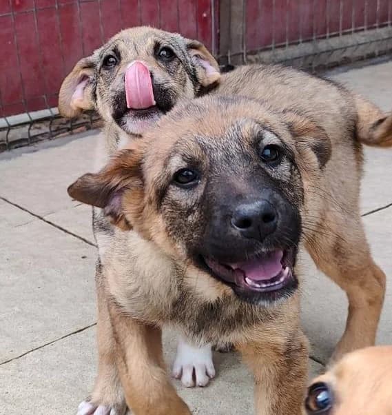 Feodora, female puppy Mixed Breed for adoption at Streunerfreunde e.V. / Streunerhilfe, Aschaffenburg