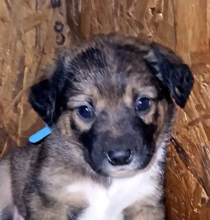 Filou, male young Mixed Breed for adoption at Streunerfreunde e.V. / Streunerhilfe, Aschaffenburg